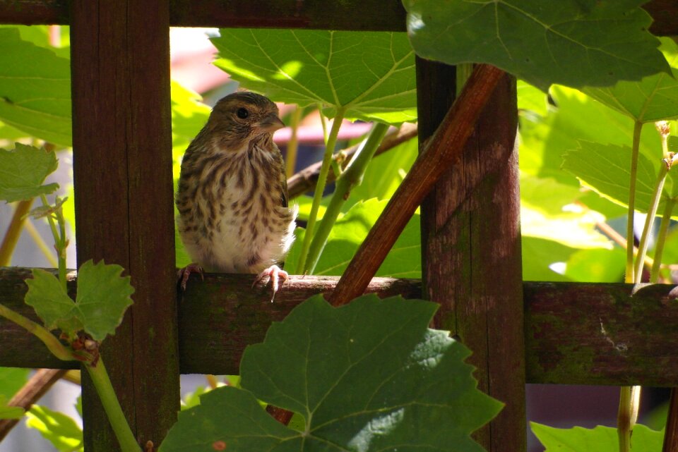 Hidden in the hollow plumage sparrows