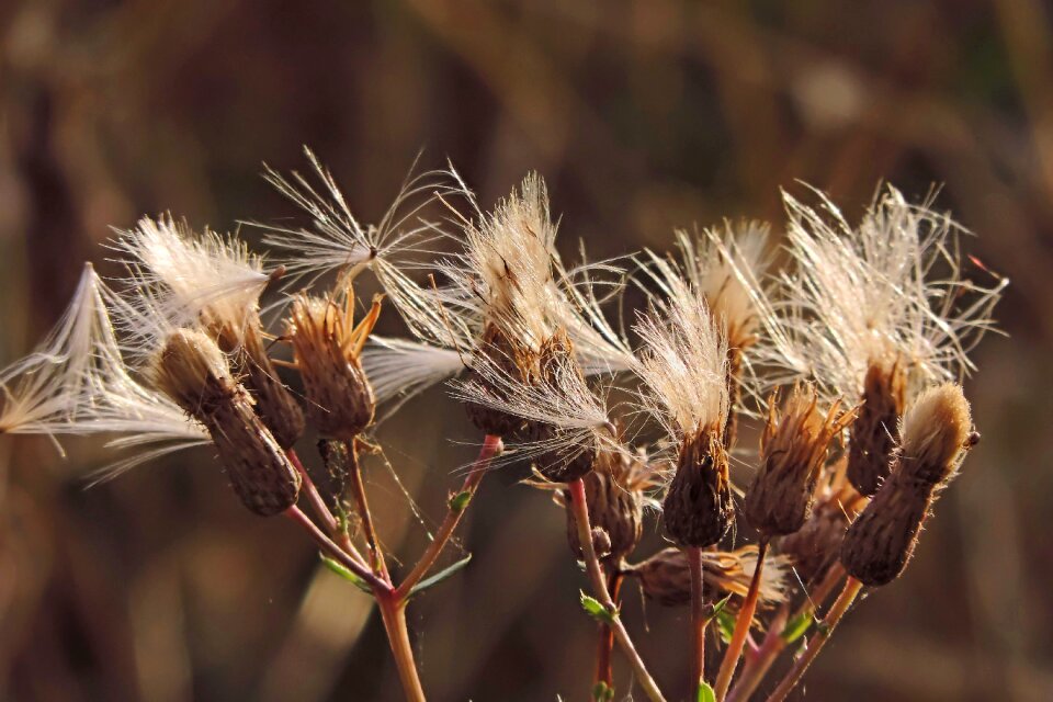 Plant nature autumn