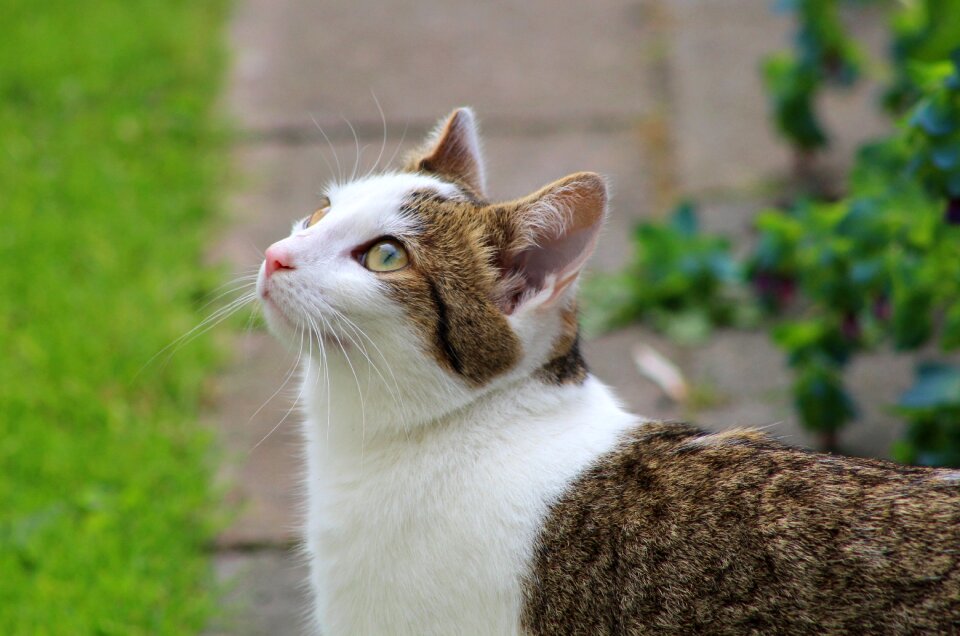 Face pet whiskers
