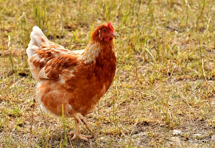 Feather farm animal animal world