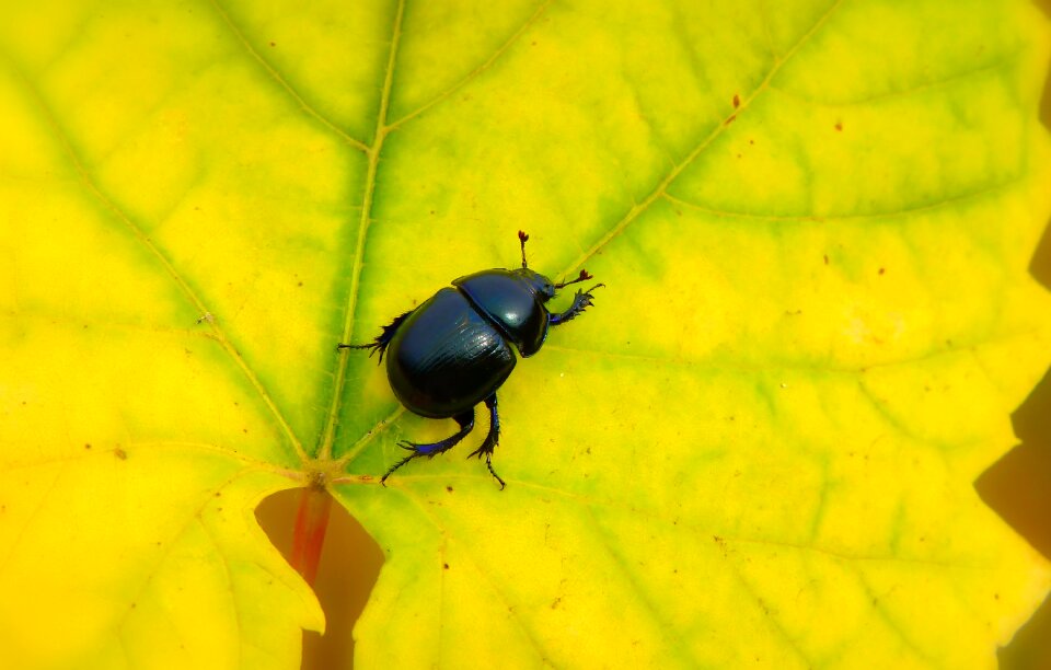 Yellow forest forest beetle