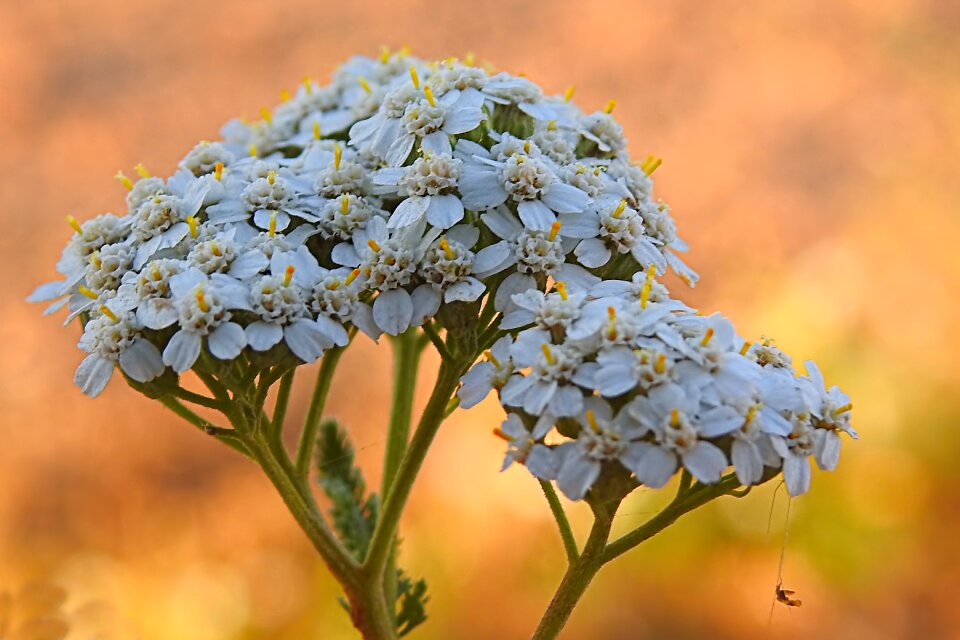 Flowers white plant