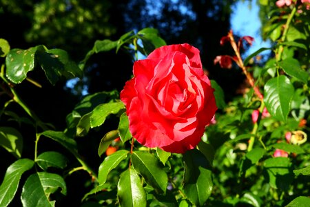 Fragrant noble roses