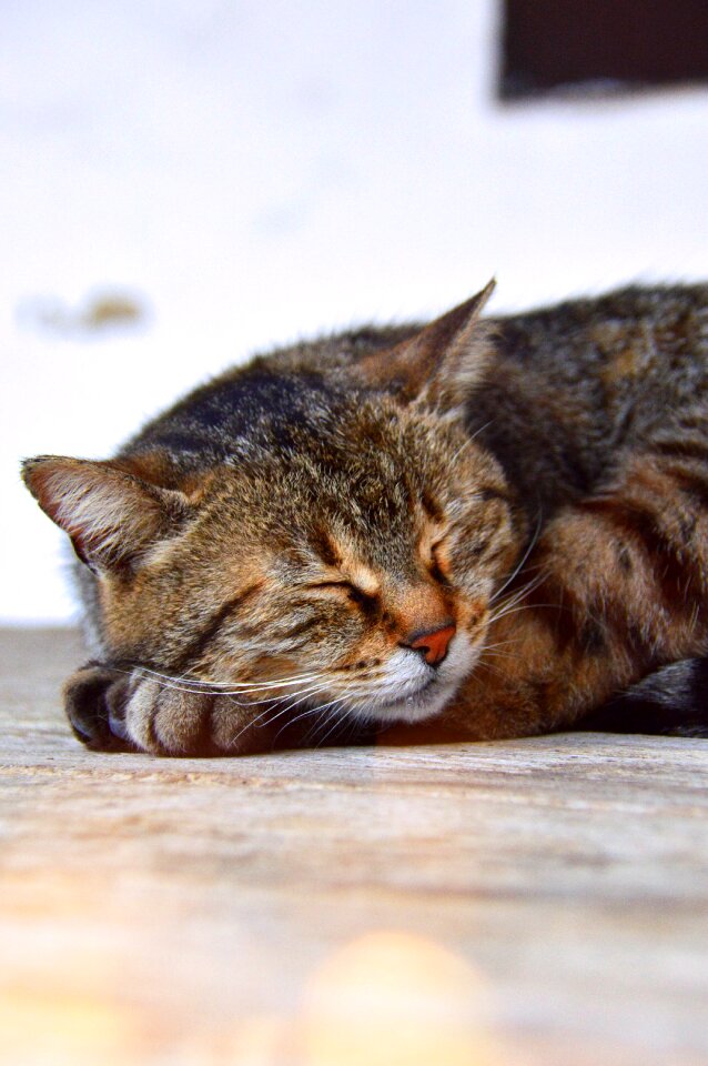Kitten cute animal