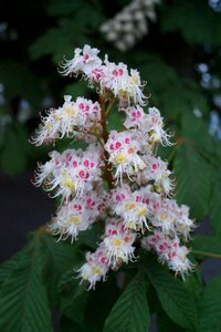 Leaves nature deciduous tree photo