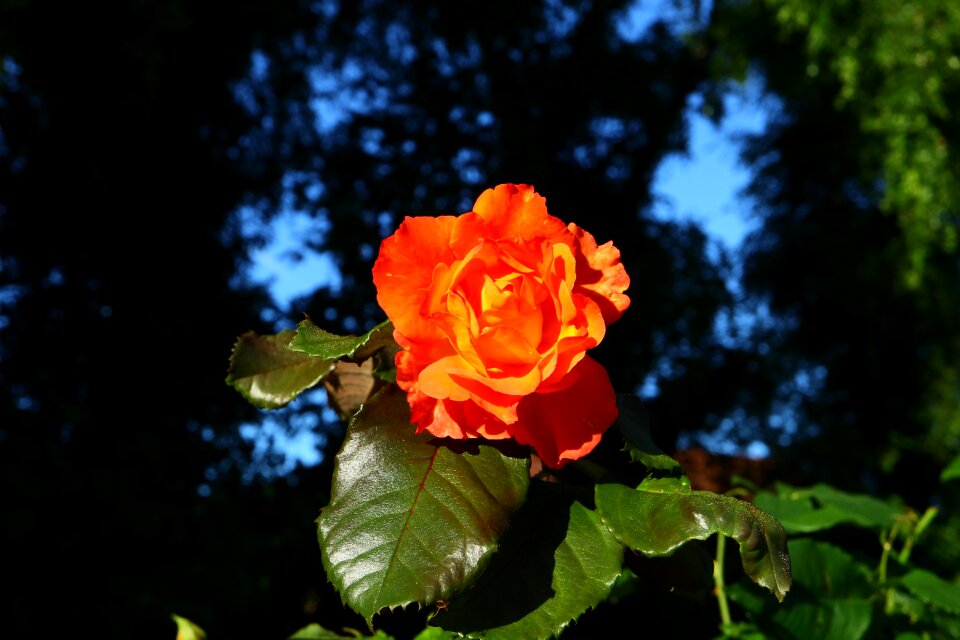 Fragrant noble roses