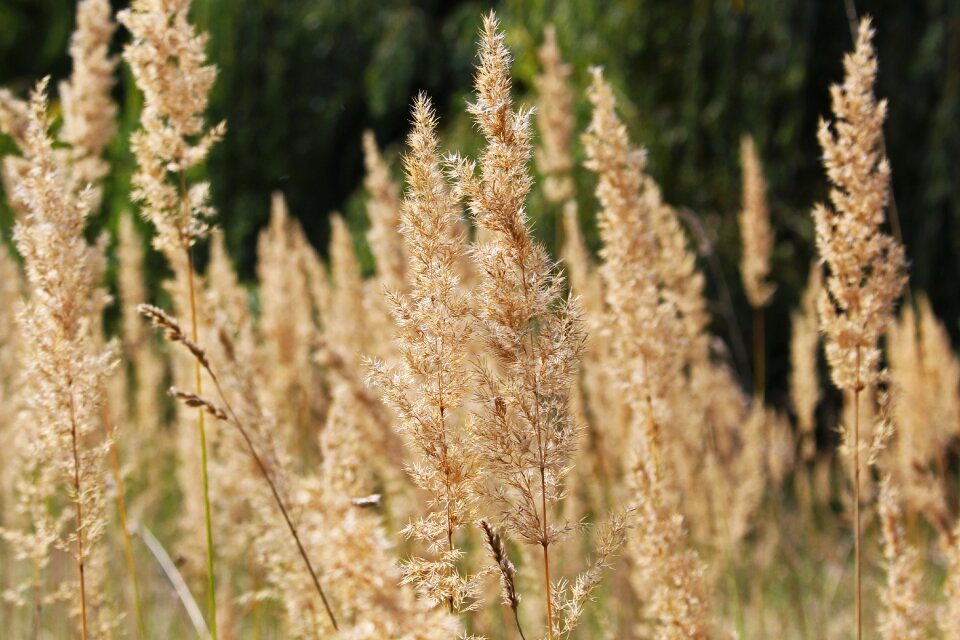 Nature meadow ear