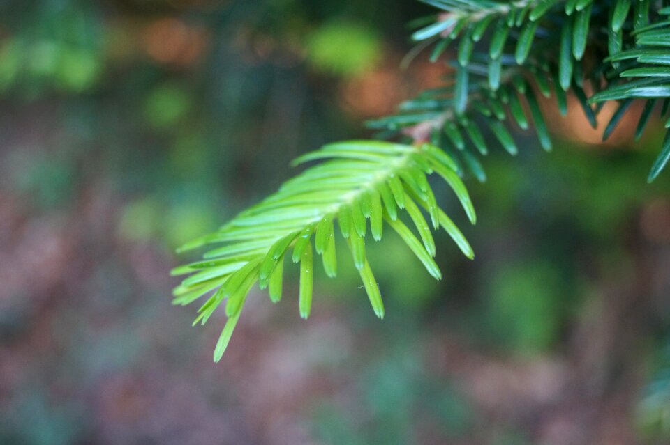 Tree conifer evergreen