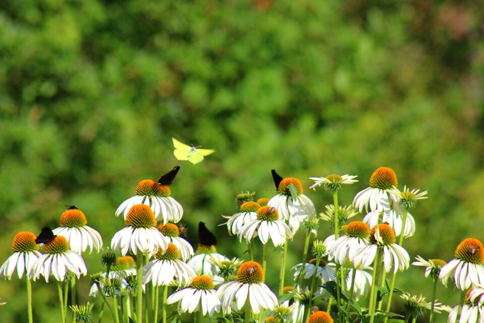 Green insect wing