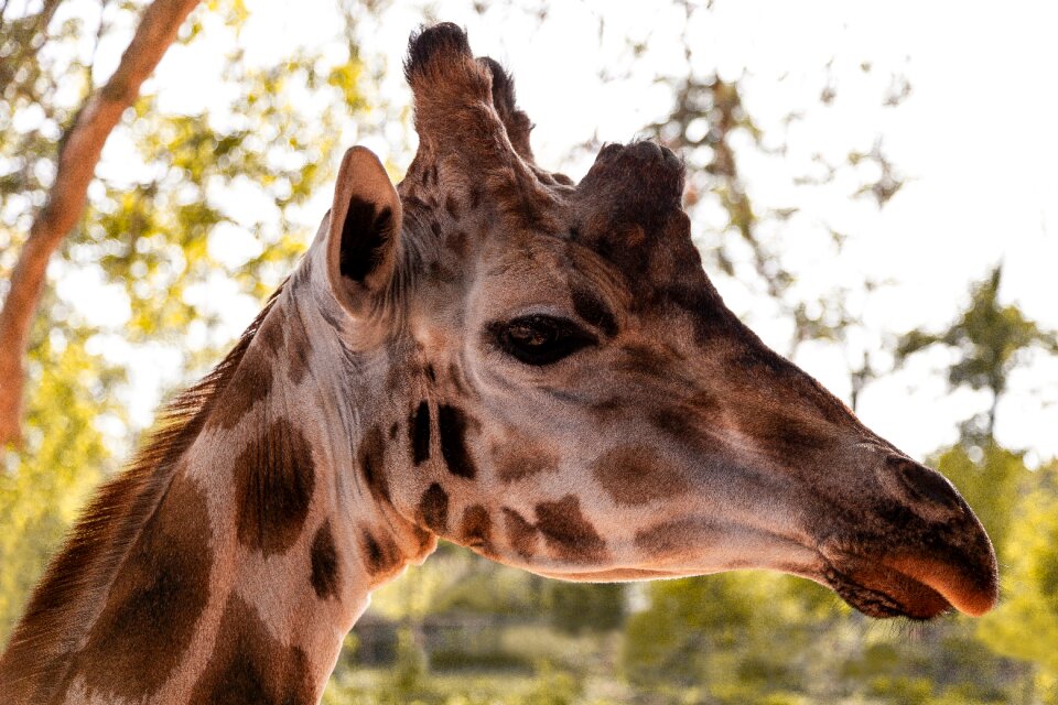 Animal long neck stains