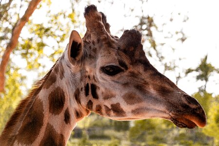 Animal long neck stains photo