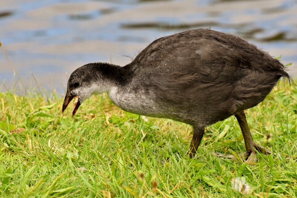 Nature waterfowl young