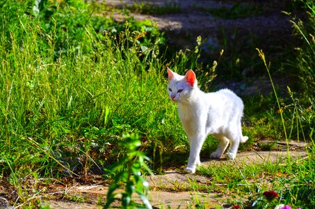 Animal portrait cute expectant
