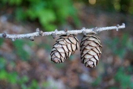 Tree tap conifer photo