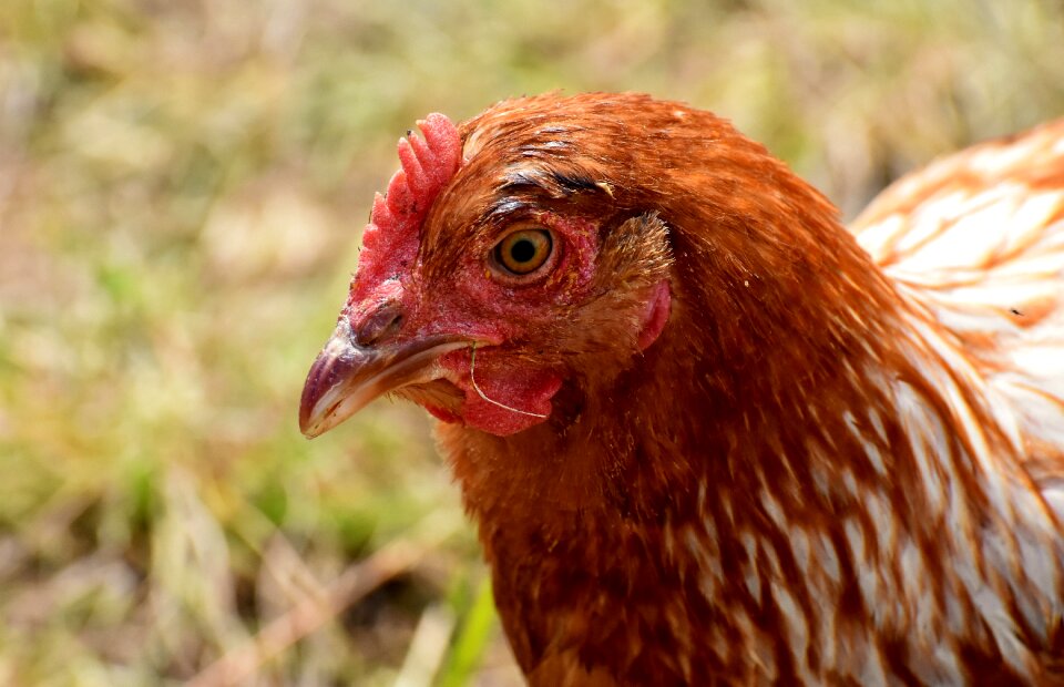 Feather farm animal animal world