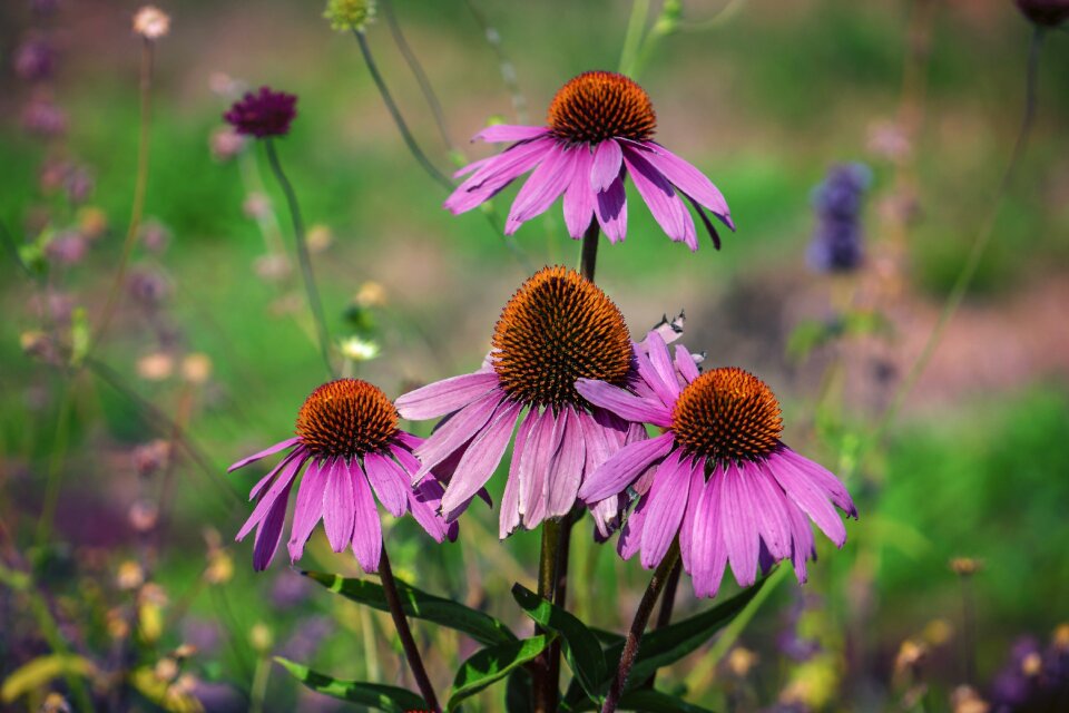 Nature blossom bloom