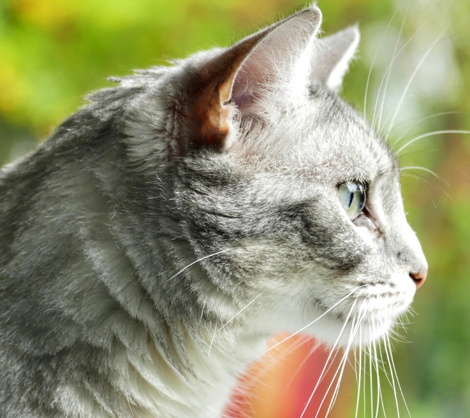 Cat cute fur