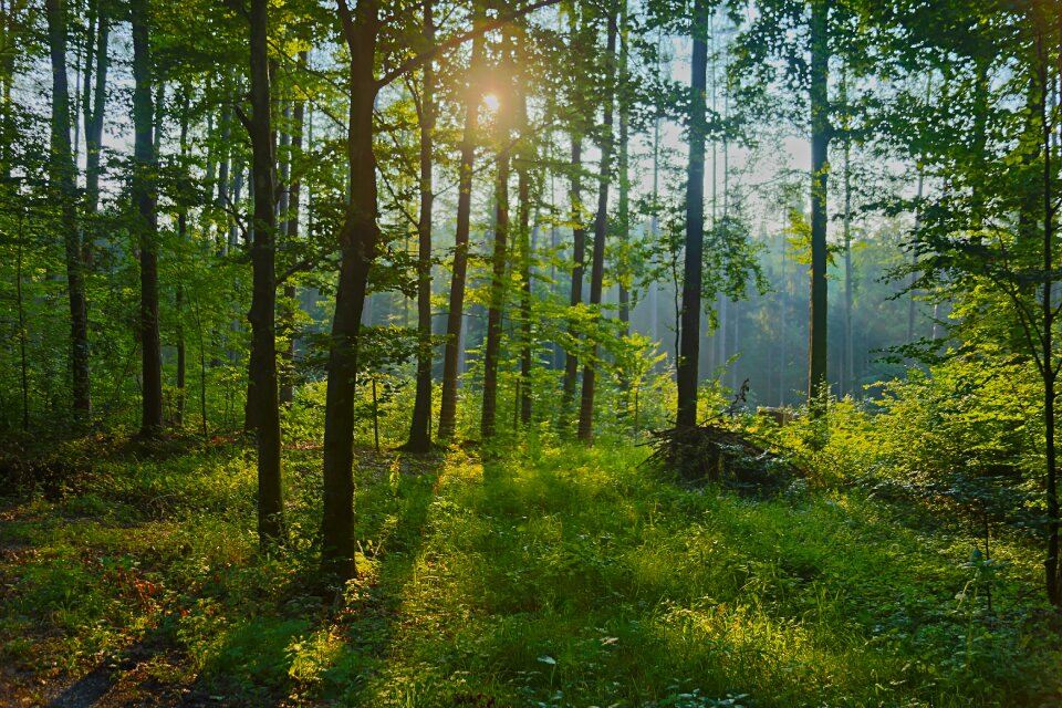 Sunlight dusk landscape