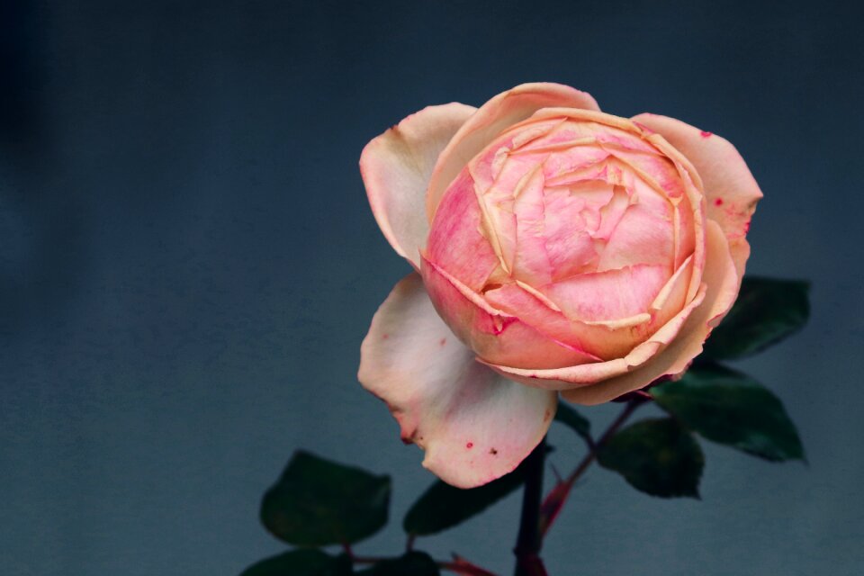 Bloom bud romantic