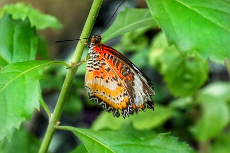 Insect leaf outdoors photo