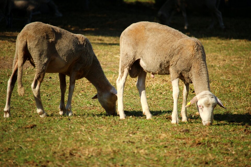 Wool livestock nature
