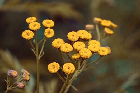 Yellow faerbepflanze composites photo