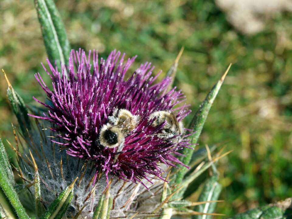 Pollination nature insects
