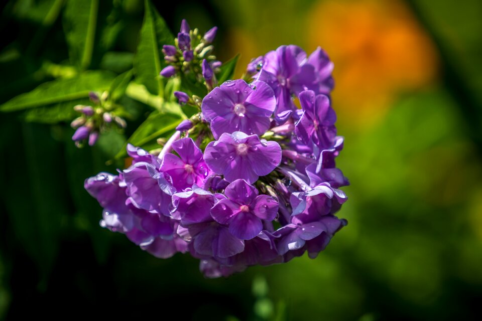 Nature blossom bloom