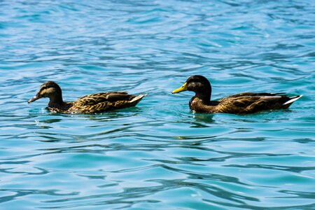 Water bird animal world duck photo