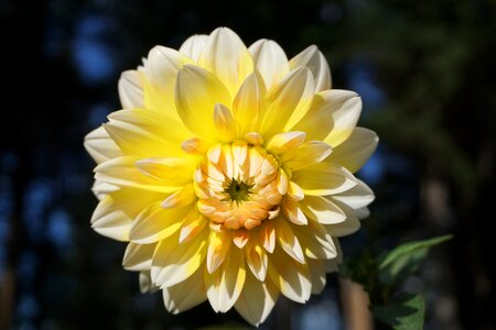 Nature blossom summer