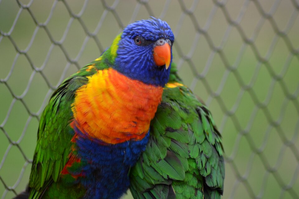 Plumage beak color