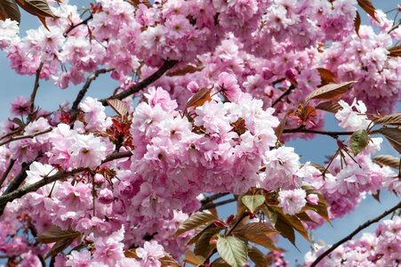 Pink springtime flowering branch photo