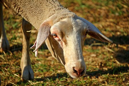 Meadow nature cattle