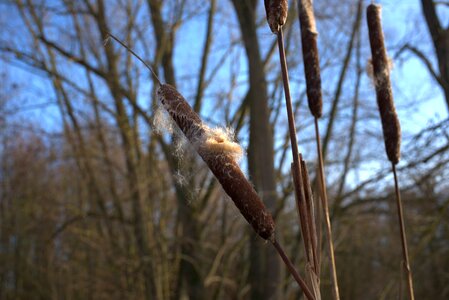 Reed wetland brown photo