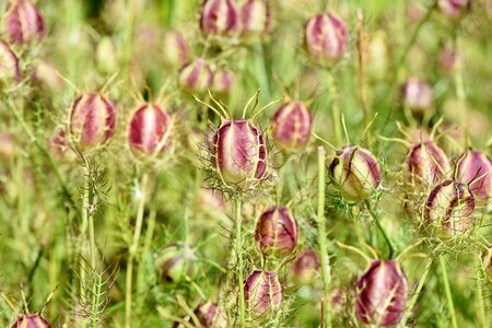 Prickly gretchen in the bush black cumin