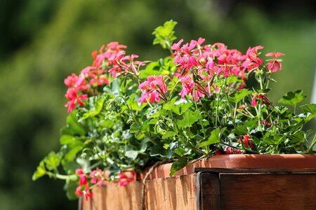 Red plant pink flower