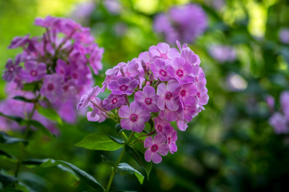 Nature blossom bloom