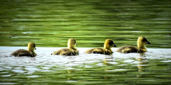 Young geese spring water bird