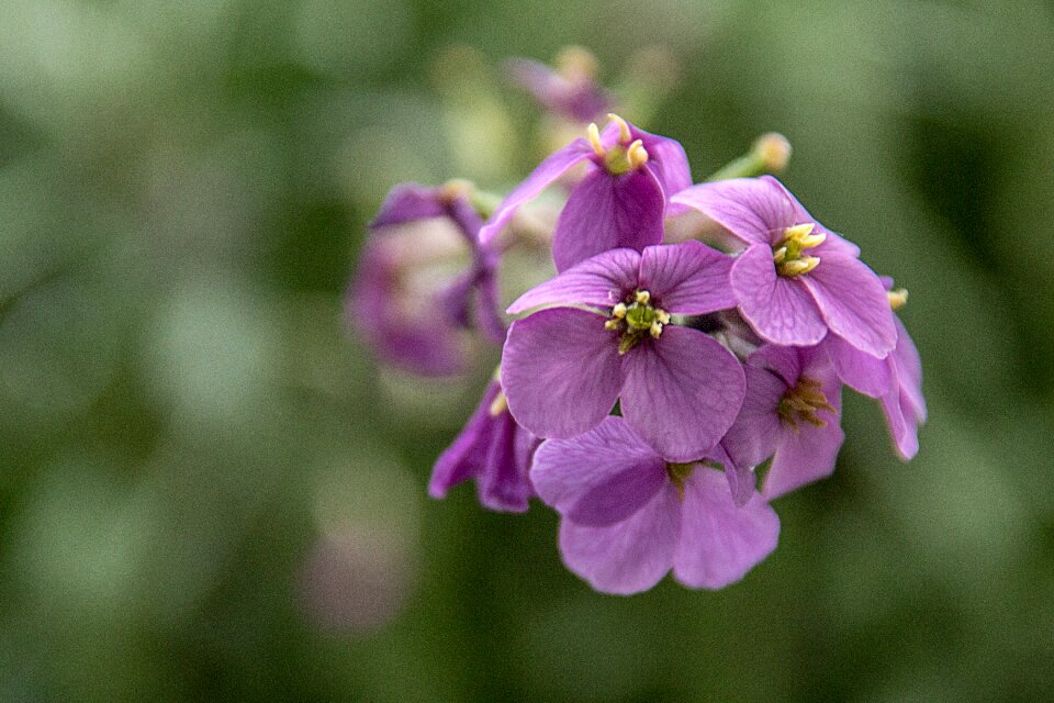 Flower close up summer