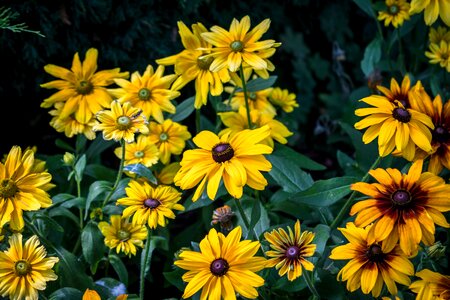 Nature blossom bloom photo