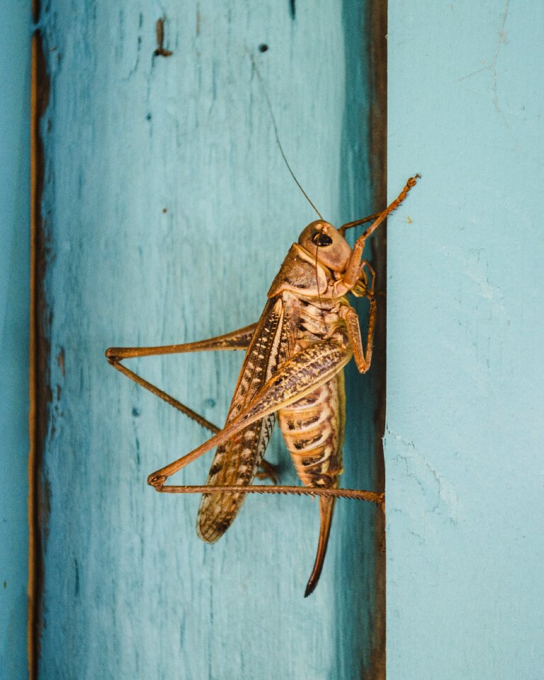 Wings fauna outdoor