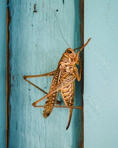 Wings fauna outdoor