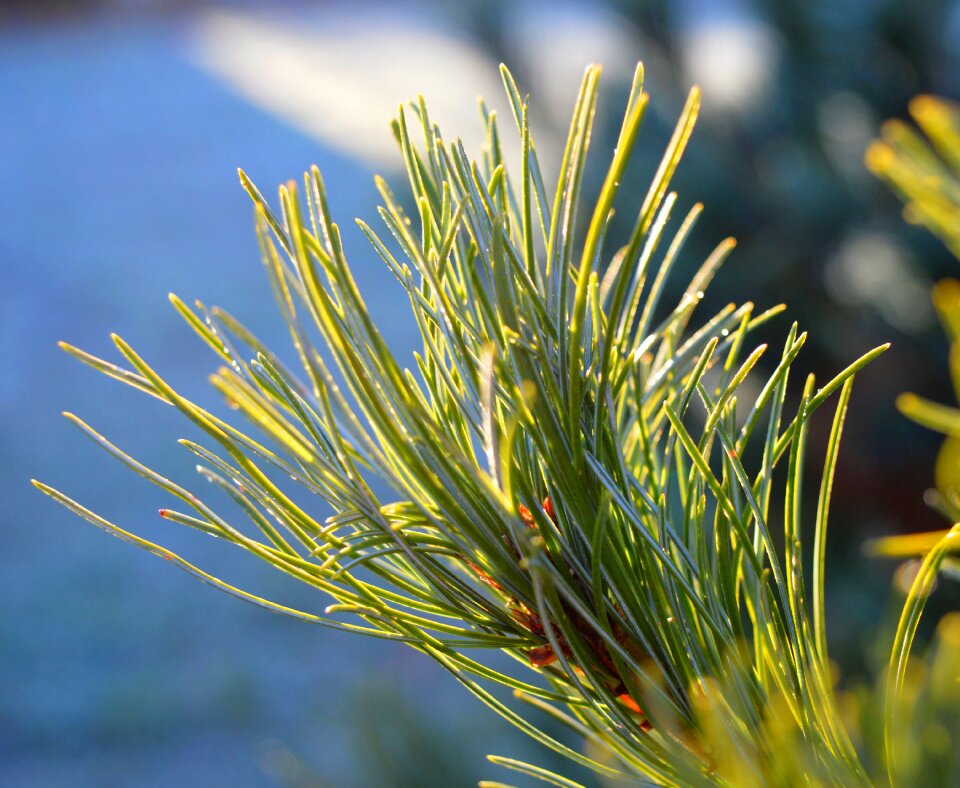 Nature close up green