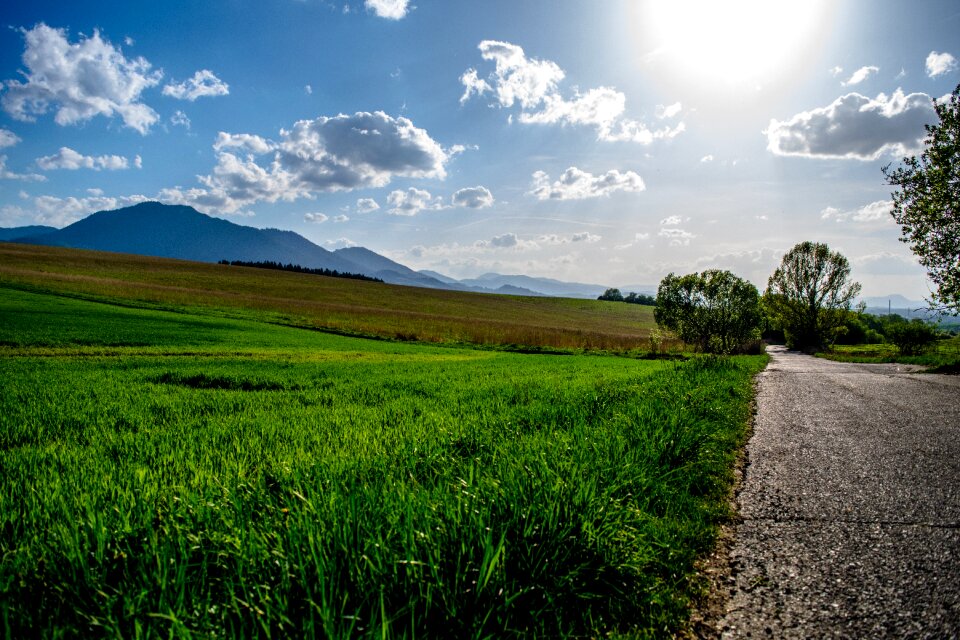 Landscape nature trees