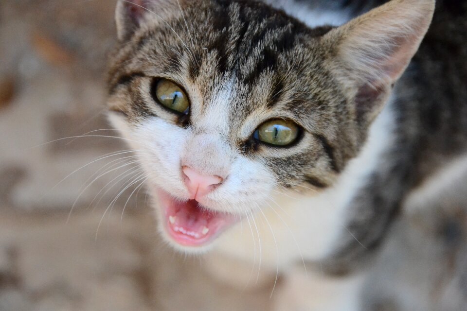 Animal sweet little