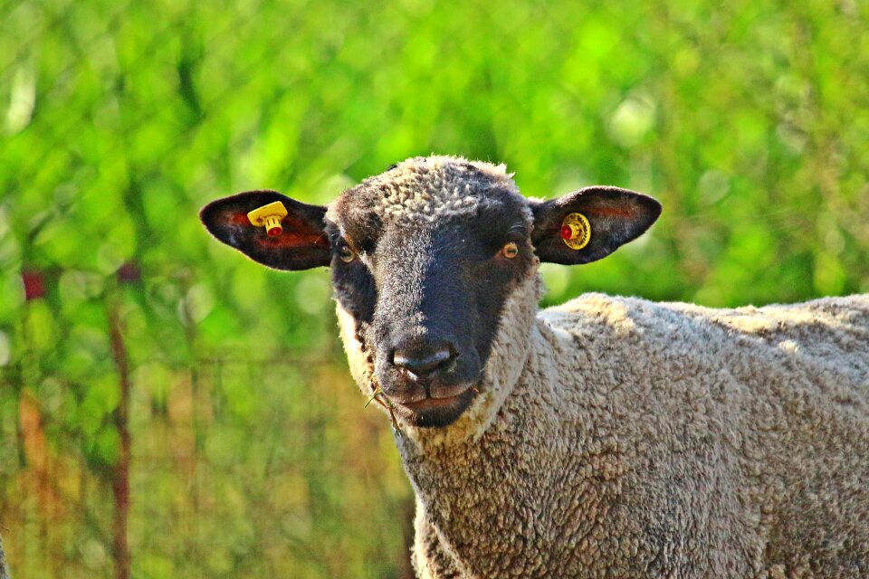 Livestock agriculture cattle