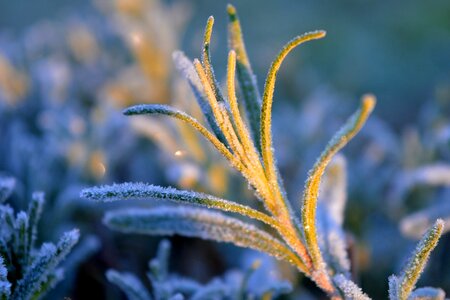 Close up winter winter magic