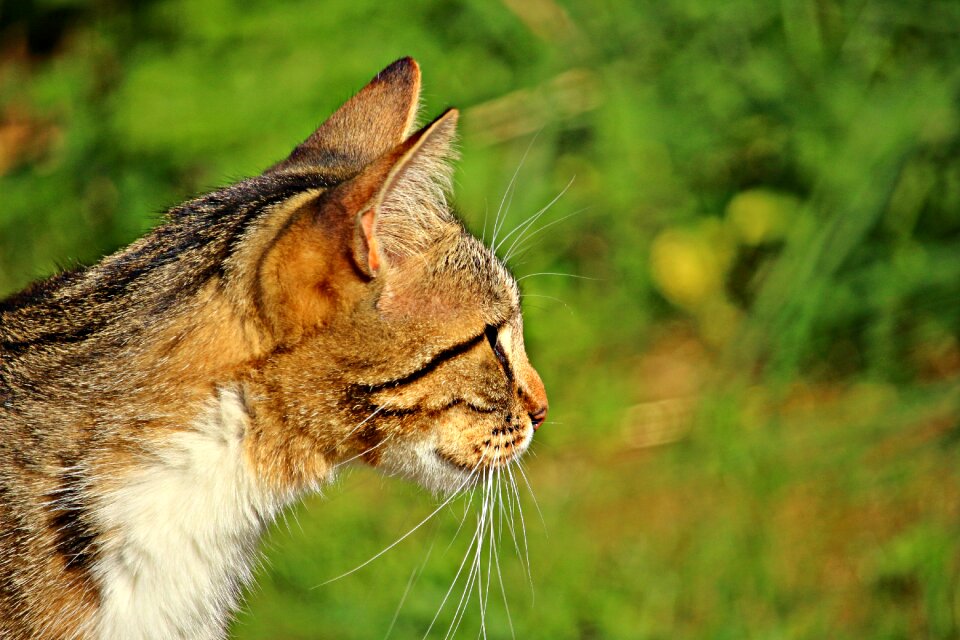 Tiger cat domestic cat pet