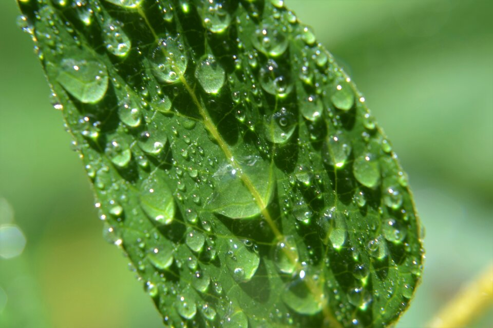 Nature macro drop
