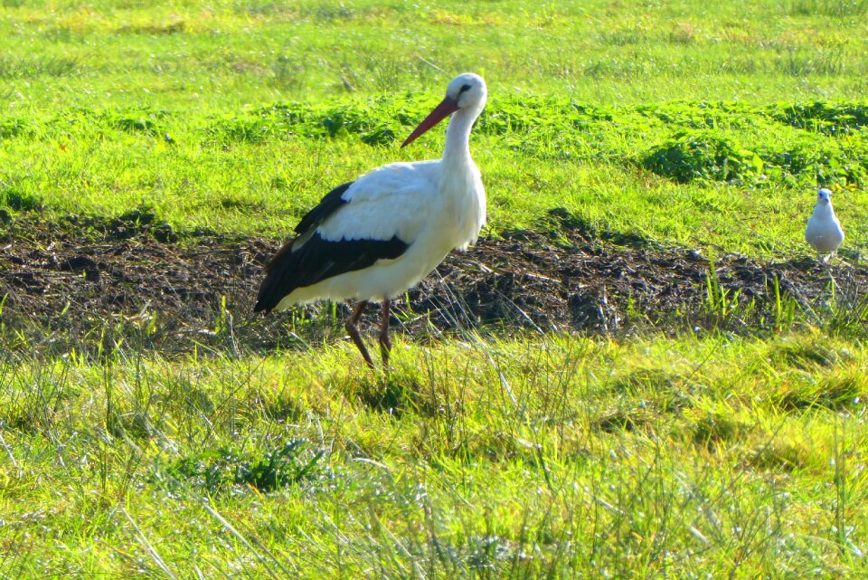 Bird nature animal